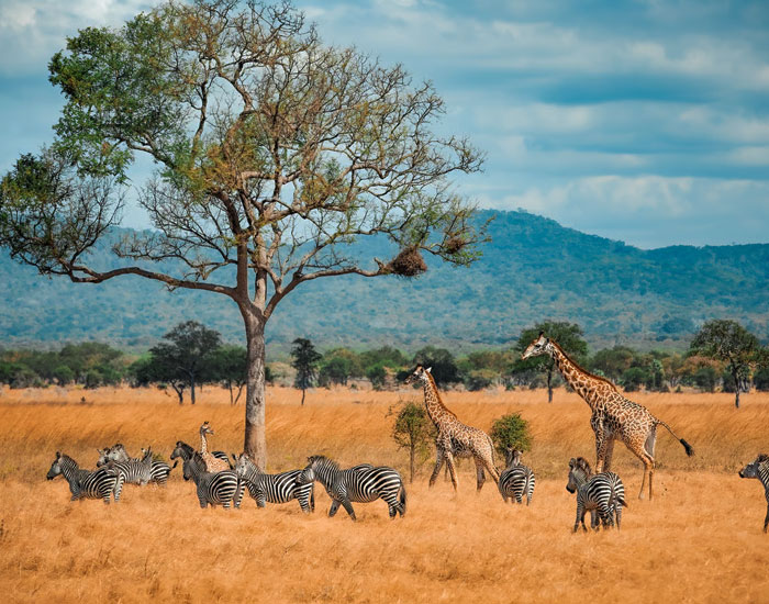 Kenya Tour Package